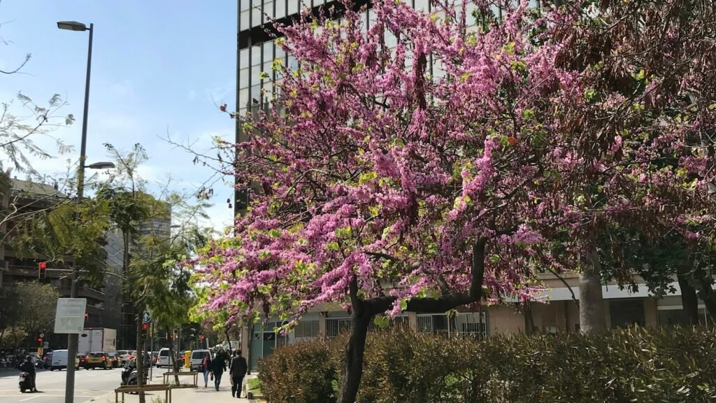 Het weer in Barcelona in maart